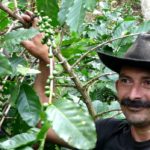 HONDURAS REVISES DOWN COFFEE EXPORTS AS PRODUCTION FALLS