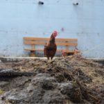 IS CHICKEN MANURE A REAL ALTERNATIVE AS COCOBOD SUGGESTS?