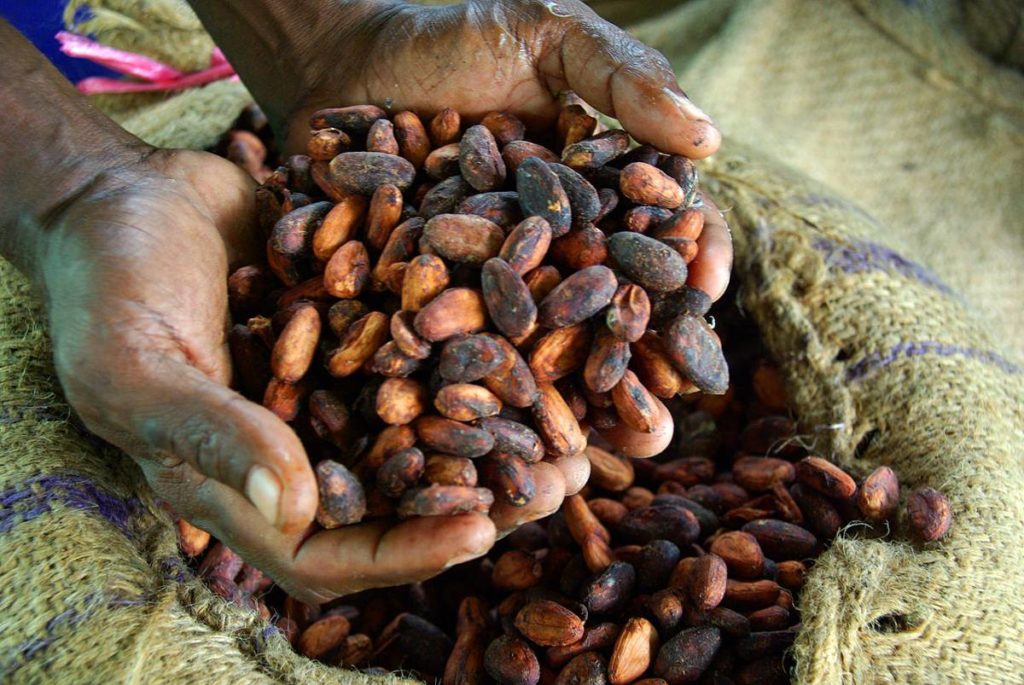 cocoa farmer beans