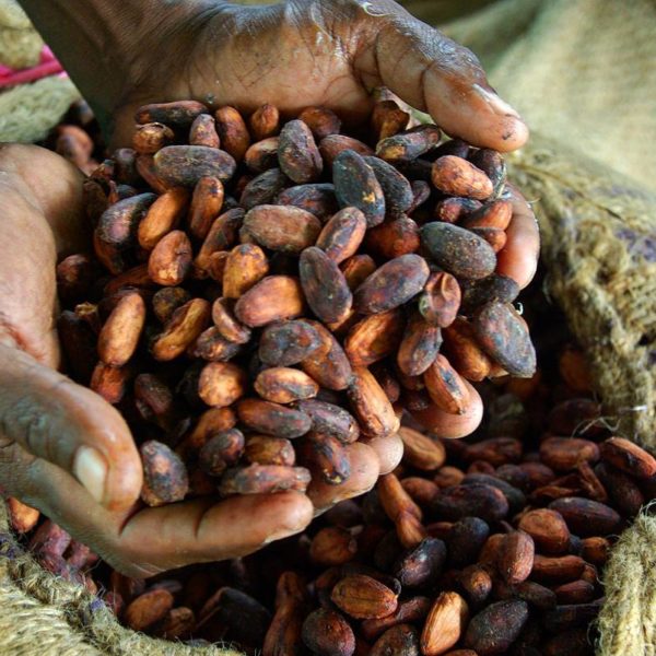 Le Ghana envisage une présence à Dubaï avec une plateforme de commerce de cacao