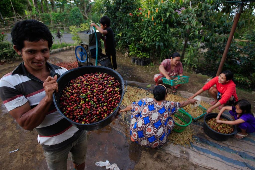 Indonesia coffee farmer