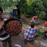 FAIRTRADE UNVEILS INDONESIA COFFEE LIVING INCOME REFERENCE
