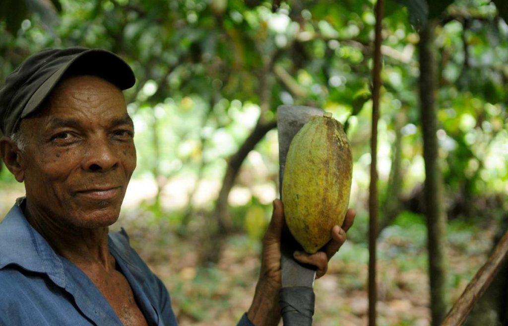 Dominican Cocoa Farmer