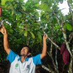 THE MYSTERY OF PERU'S COCOA TREE POLLINATION