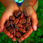 A CONTINENT OF FLAVOURS: DISCOVER CENTRAL AMERICA'S CACAO BEANS