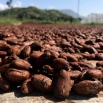 COCOA REHAB IN GHANA DELIVERING RESULTS SAYS COCOBOD