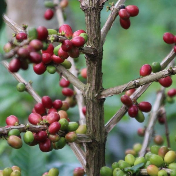 Indonesian Coffee Deals At Sca Could Top $19.5M