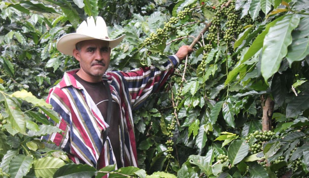 Guatemala Coffee Farmer