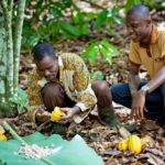 ghana cocoa farmer