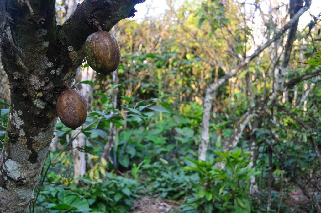 Cocoa In Cote D'Ivoire