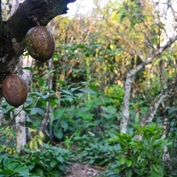 Cacao En Côte D'Ivoire