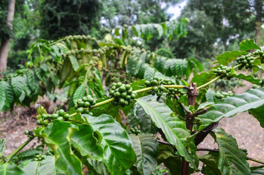 ghana coffee plant