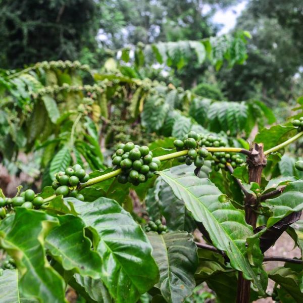 Le Ghana envisage une augmentation de 300% du café dans le défi du Kenya