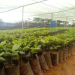 COCOBOD REVIVES FARMS WITH 140 MILLION SEEDLINGS