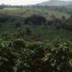 tanzania coffee farm