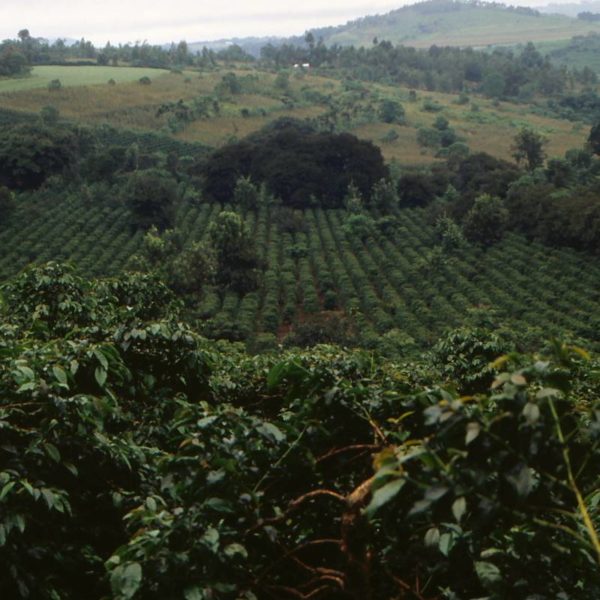 Tanzania Coffee Exports/Value Slumps In April