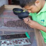 CHOCOLATE TASTING SKILLS EMPOWER CENTRAL AMERICAN CACAO GROWERS
