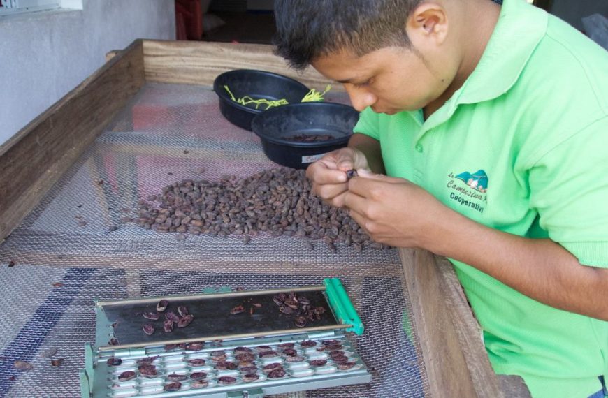 Chocolate Tasting Skills Empower Central American Cacao Growers