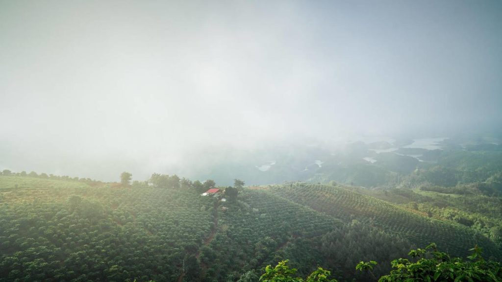 vietnam coffee farm