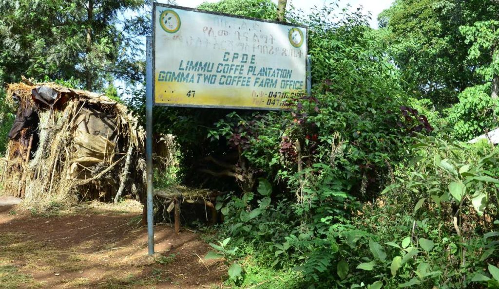 Ethiopia Coffee Farm