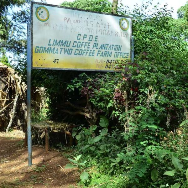 Les lois éthiopiennes sur l'exportation du café poussent les ventes locales vers la clandestinité