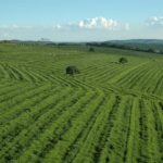 BRAZILS SLOW HARVEST AND MIXED MESSAGES ON PRICE