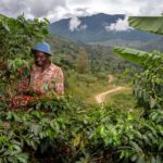 UGANDA'S COFFEE SCANDAL SIGNALS ROTTEN ELEMENTS IN GOVERNMENT