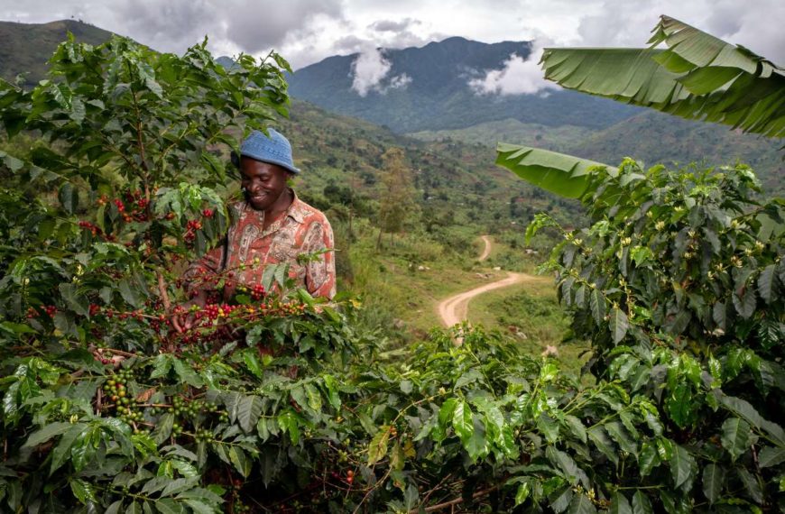 Uganda’S Coffee Scandal Signals Rotten Elements In Government