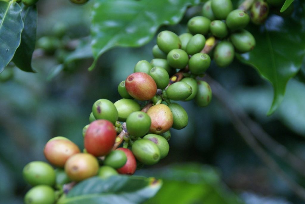 Honduras Coffee