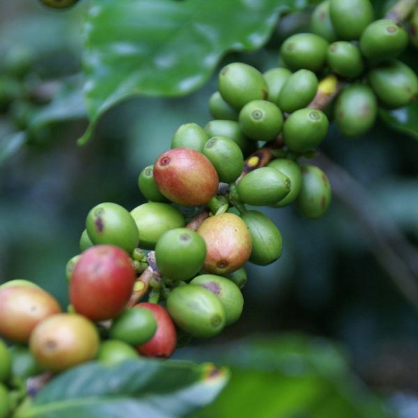 L'Institut Norman Borlaug crée un institut du café au Honduras