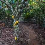 HEAVY RAINS IN CÔTE D’IVOIRE MARK GOOD START FOR COCOA MAIN CROP￼
