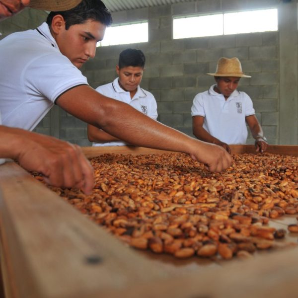 Catalogue des saveurs : un outil de marketing précieux pour les exportateurs de cacao d'Amérique centrale