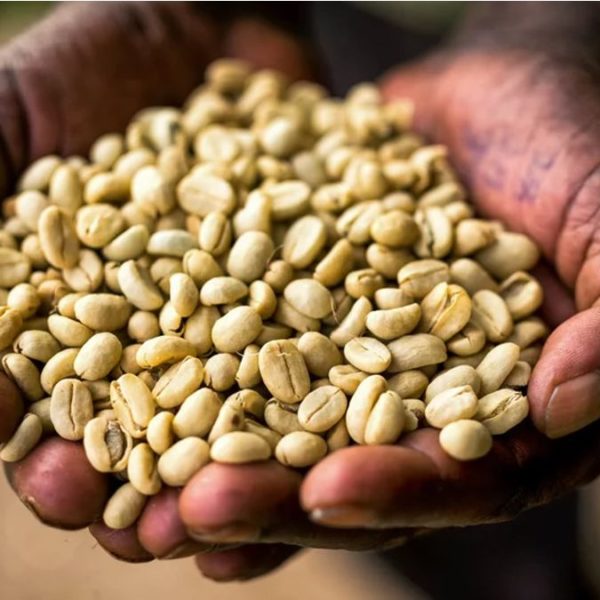 Ethiopian Researchers Discover Treatment For Coffee Wilt Disease