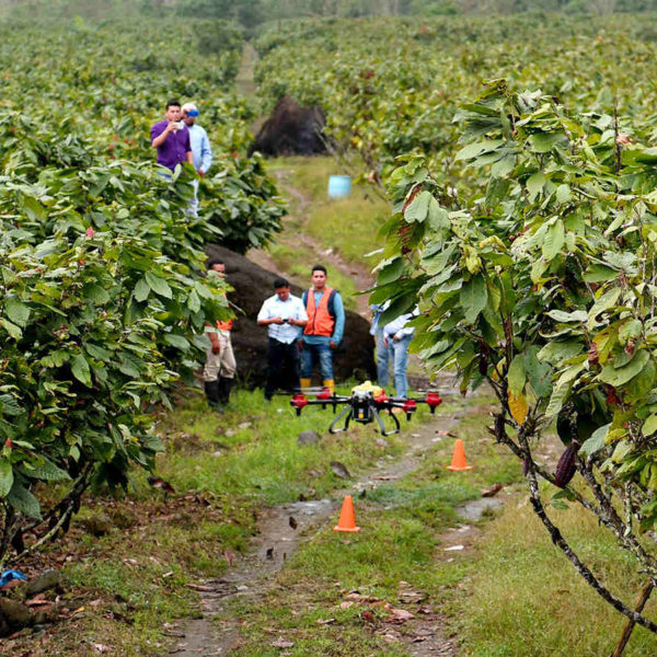 Comment les producteurs de cacao de l'Équateur utilisent des drones pour la lutte antiparasitaire