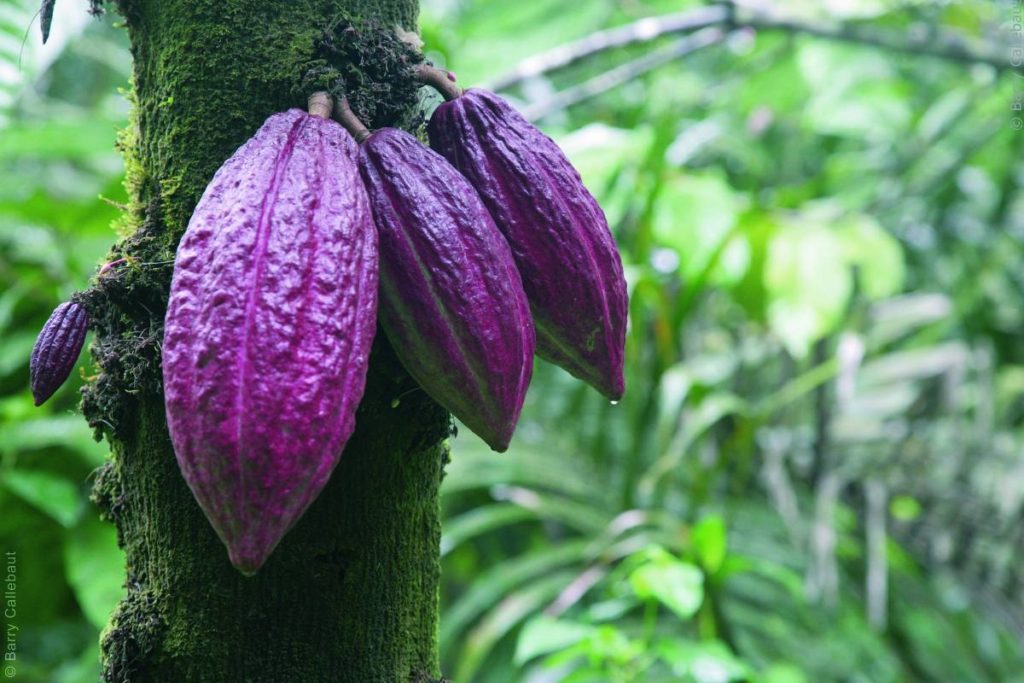 Cocoa Fruit Cote D'Ivoire