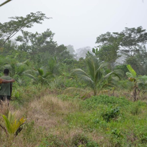 Forêt de cacao au Ghana