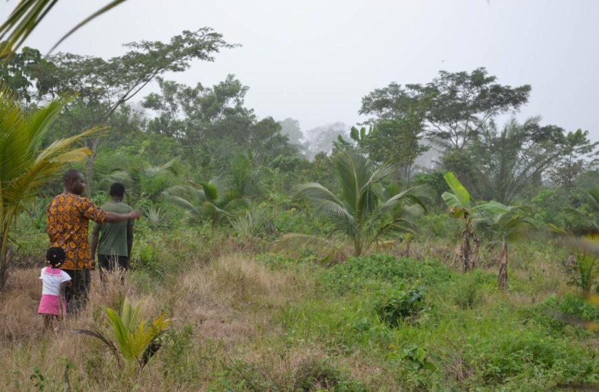 Report Shows Cocoa Related Deforestation Needs A Context Aware Solution￼