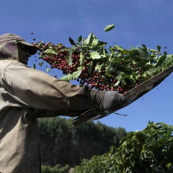 Brasil sigue sufriendo por la reducción de la cosecha de café