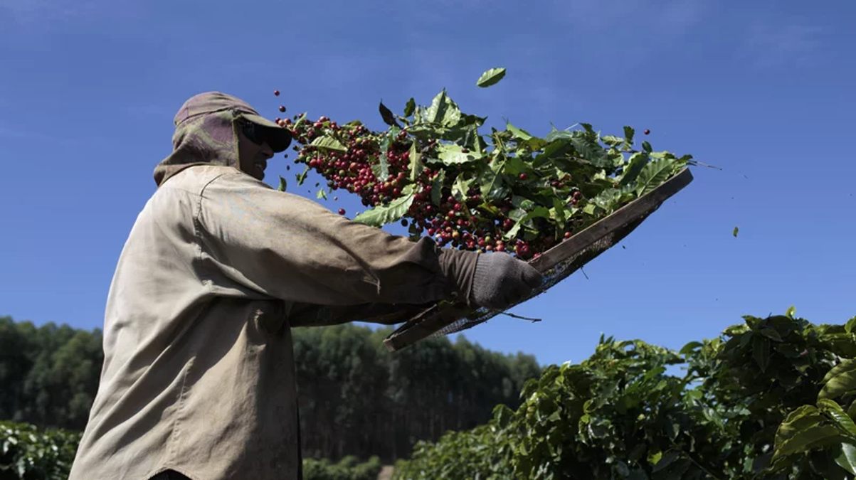 Le Brésil continue de souffrir de la réduction de la récolte de café