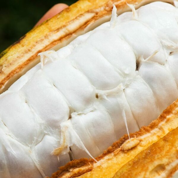 La investigación revela posibles reducciones de plomo y cadmio en los árboles de cacao