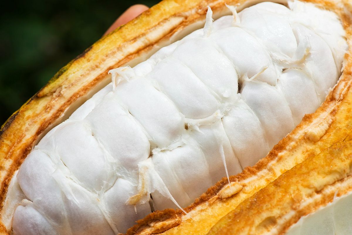 La investigación revela posibles reducciones de plomo y cadmio en los árboles de cacao