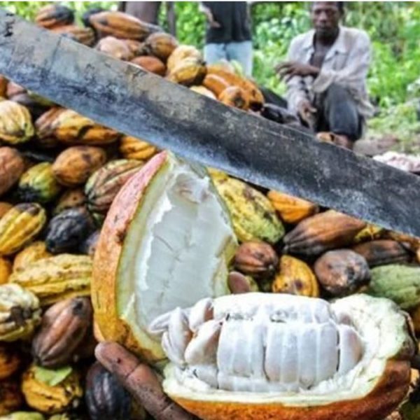 Le Ghana fait face à une faible récolte de cacao depuis 12 ans en raison de la sécheresse et de l'exploitation minière illégale