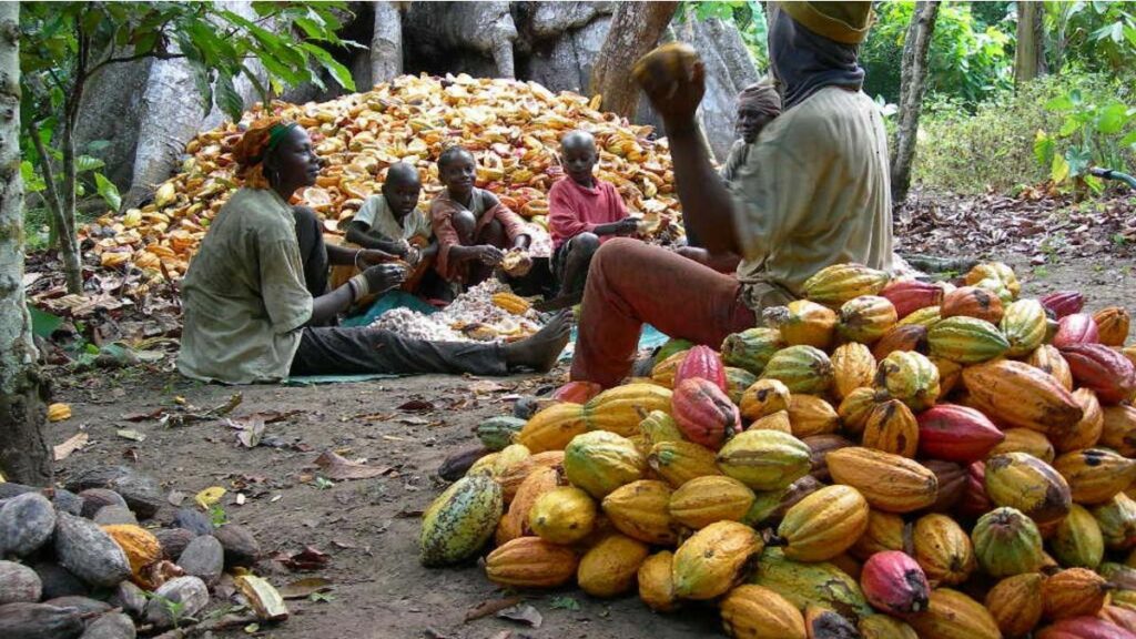 Cacao Nigeria