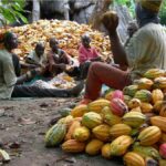 IS NIGERIA’S COCOA SECTOR RENNAISANCE GOING TO CAUSE THE INTENDED WINNERS TO LOSE MORE THAN THEY WIN? ￼