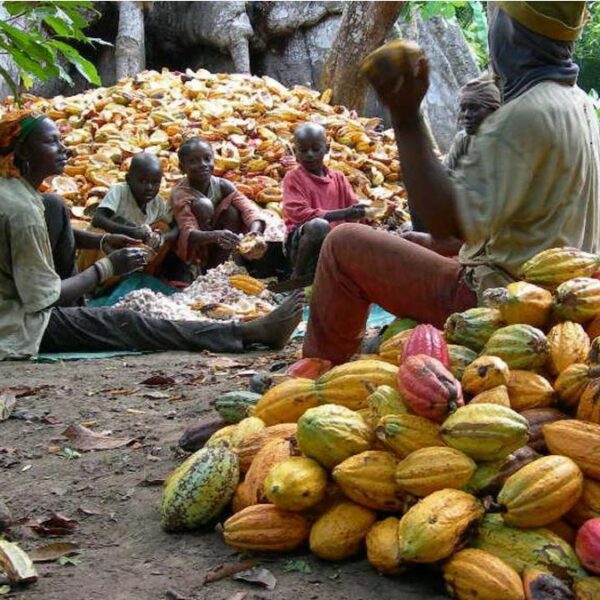 ¿Piensa la Junta del Cacao de Ghana que Nigeria está dispuesta a cooperar o competir con su renacimiento del sector del cacao?