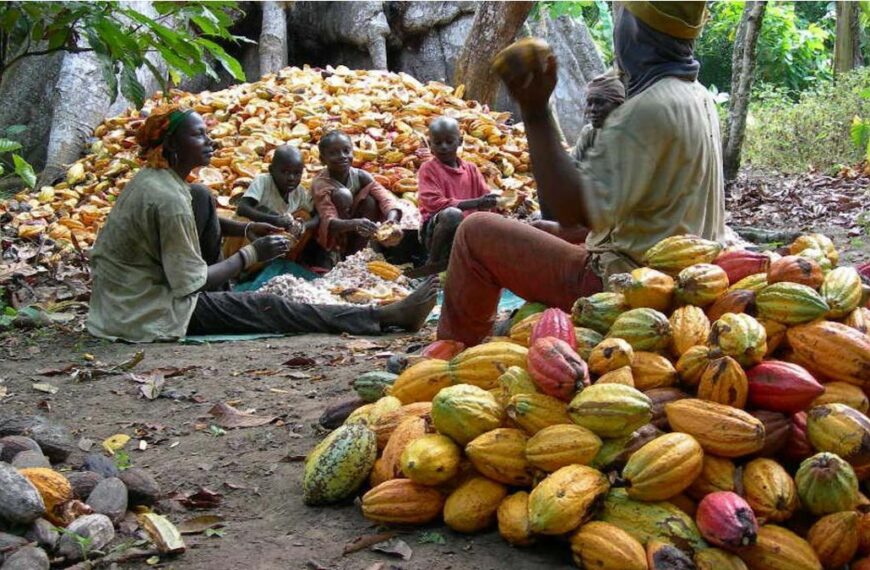 La renaissance du secteur du cacao au Nigeria va-t-elle faire perdre plus aux gagnants qu'ils ne gagnent ? ￼