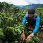VIETNAM ROBUSTA RESERVES SHRINK, COFFEE PRICES MAY RISE AGAIN