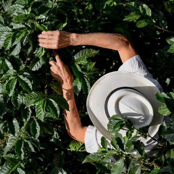 Colombie Vieillissement de la main-d'œuvre dans le secteur du café