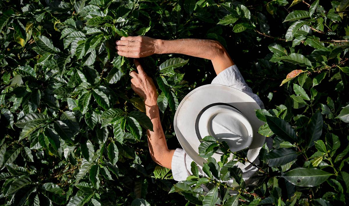 Colombie Vieillissement de la main-d'œuvre dans le secteur du café
