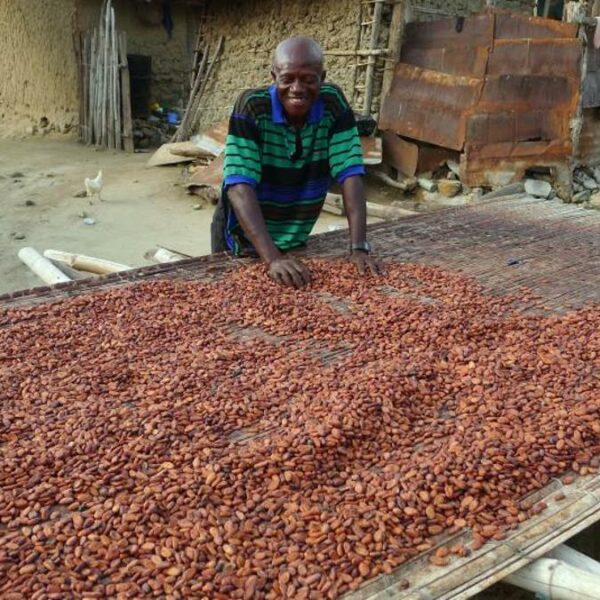 Cocoa Cote D'Ivoire